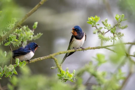 Groene Bondgenoten sessies in Gelderland