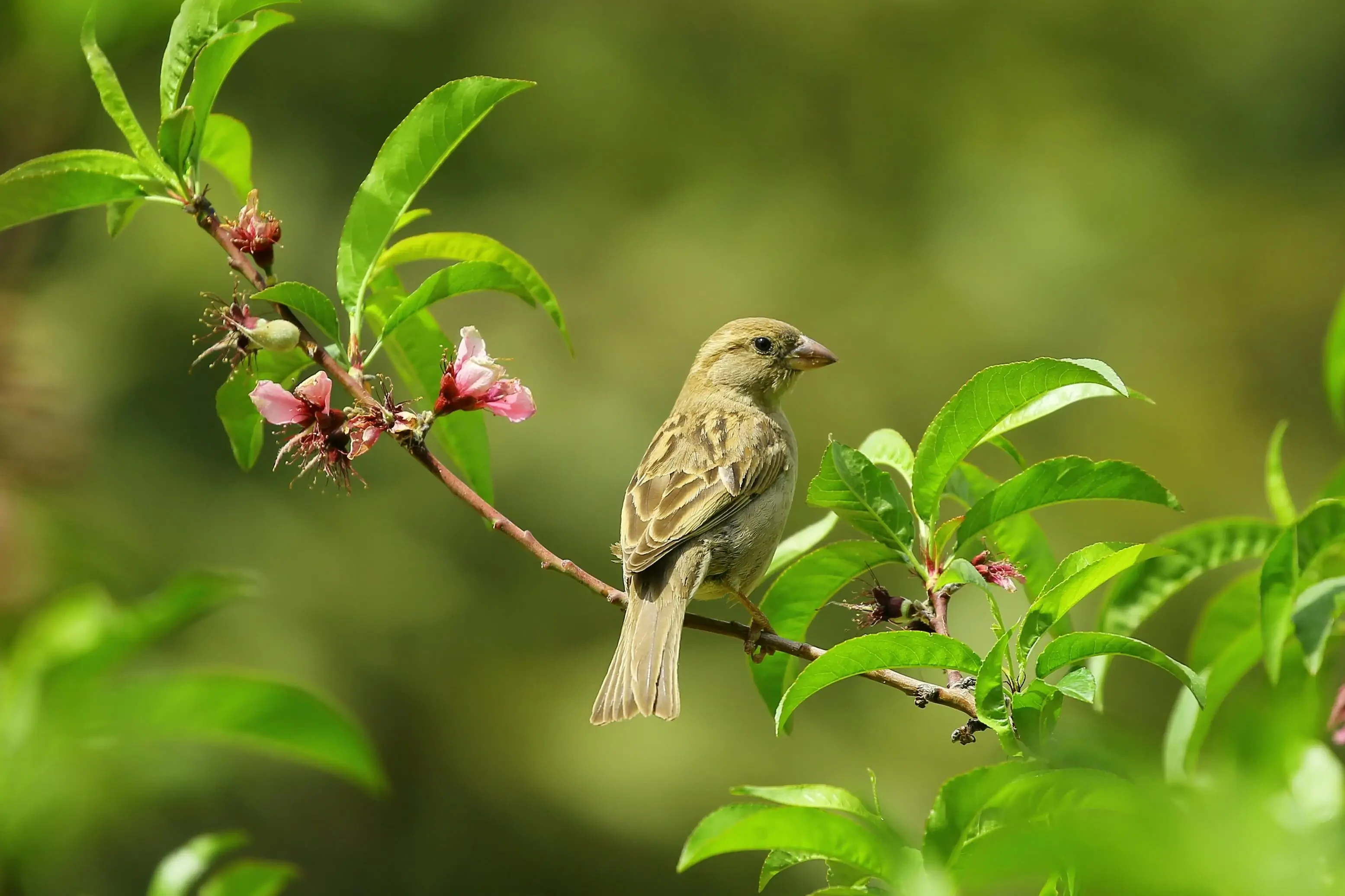 Vogel op tak in boom