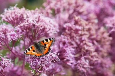 Eco Meerfestival 'Ontdekkingsreis door de natuur'